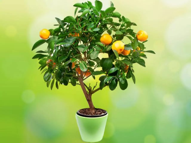 Как привить лимонное дерево: шаги к успешному росту и урожаю